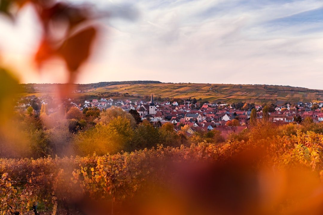 Alsace Wine Route